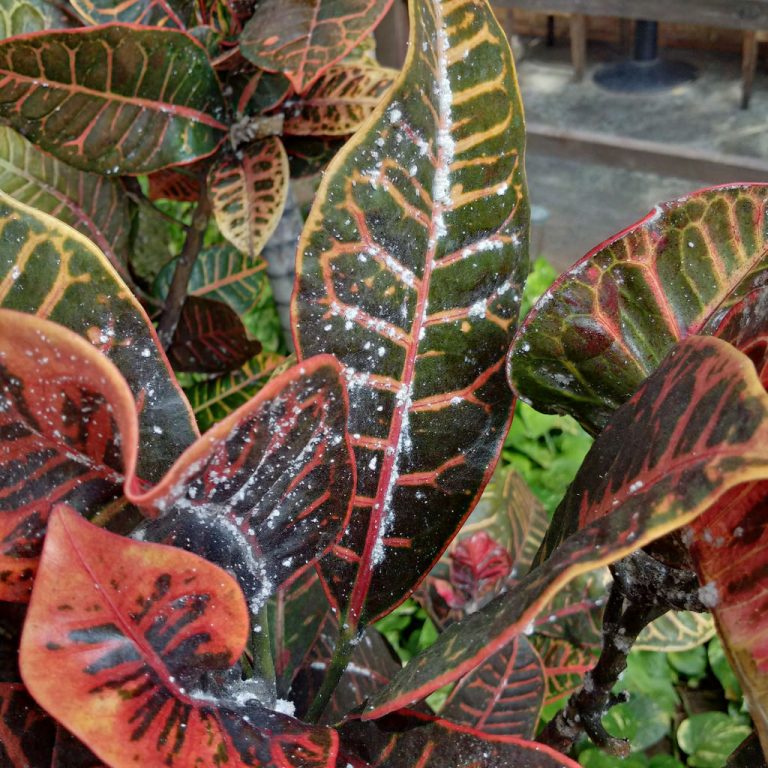 Croton Plant Varieties, Care and Maintenance