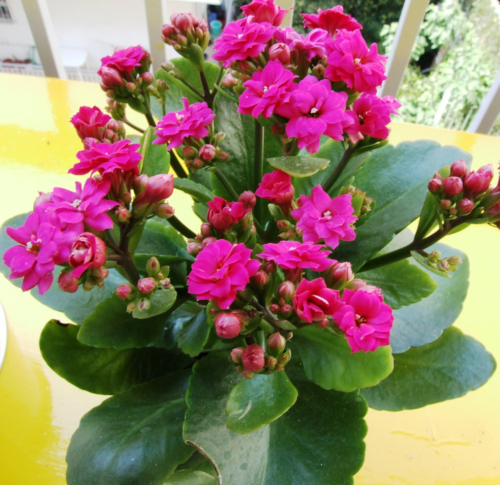 Kalanchoe Plant Care And Maintenance Indoor And Outdoor Garden Mandy