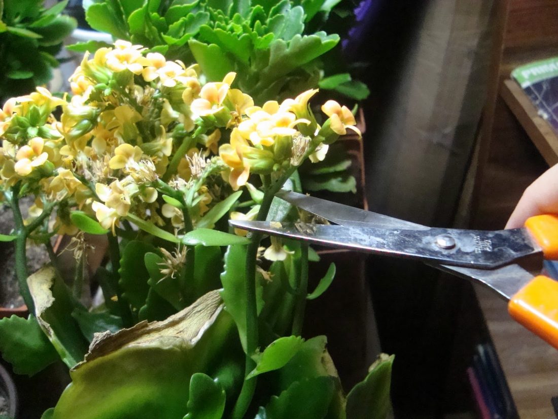 Kalanchoe Plant Care and Maintenance (Indoor and Outdoor)