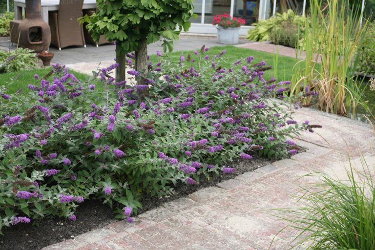 Butterfly Bush Varieties with Pictures, & How to Care for It