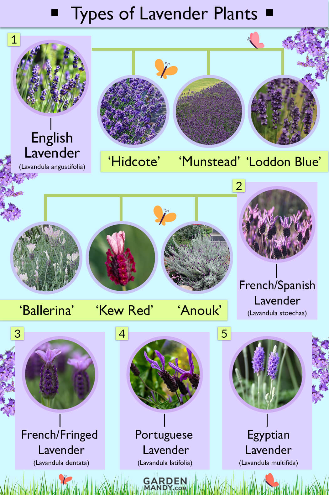 lavender plant types