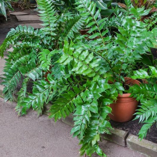 30+ Types of Indoor and Outdoor Ferns with Pictures