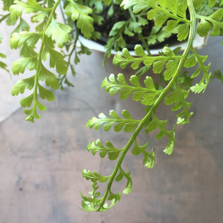 30+ Types of Indoor and Outdoor Ferns with Pictures