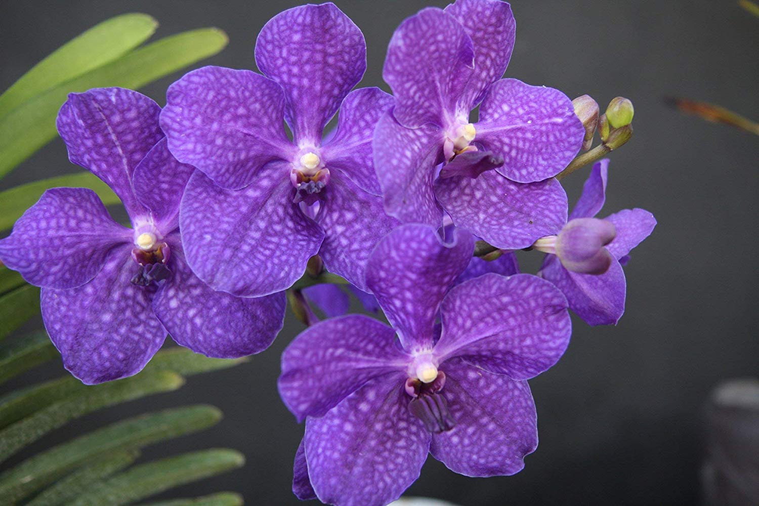 Different Orchid Varieties At Judith Robinson Blog