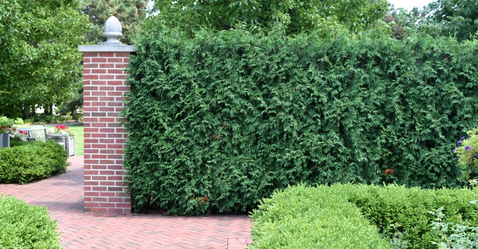 Fast Growing Shrubs For Privacy