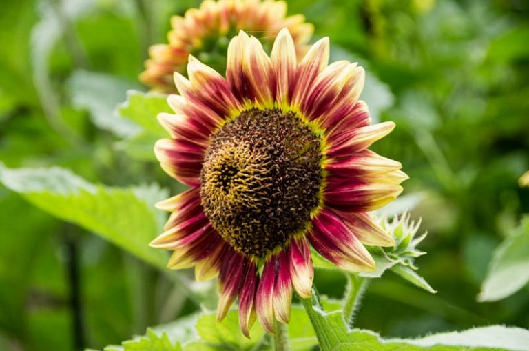 30 Different Types of Sunflowers with Basic Care Requirements