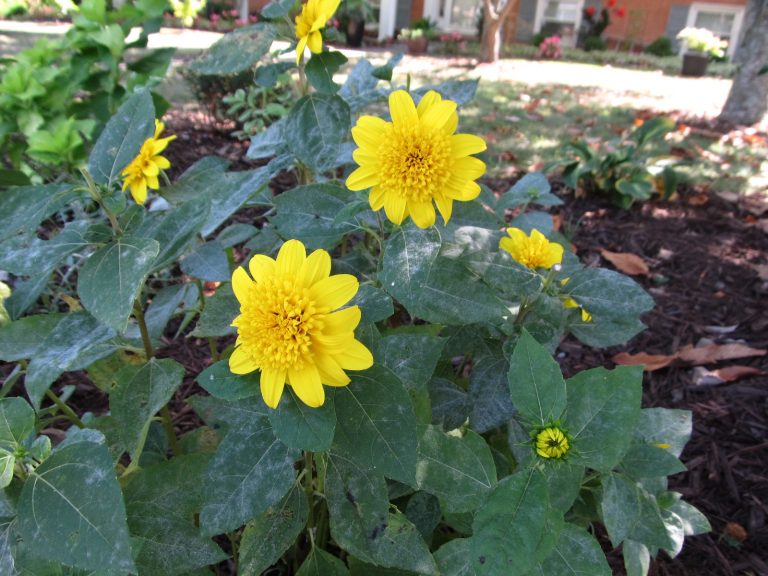 30 Different Types of Sunflowers with Basic Care Requirements