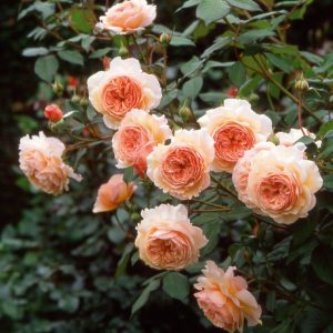 A Shropshire Lad English Rose