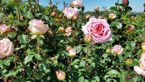 Abraham Darby English Rose