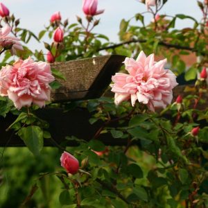 Albertine Rambling Rose