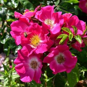 American Pillar Rambling Rose