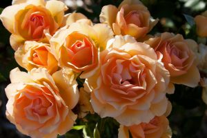 Anne Harkness Floribunda Rose