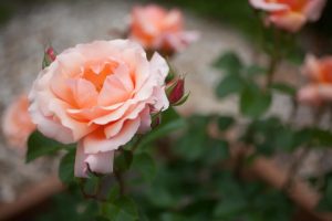 Apricot Candya Hybrid Tea Rose