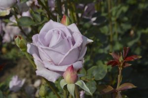 Blue Girl Hybrid Tea Rose