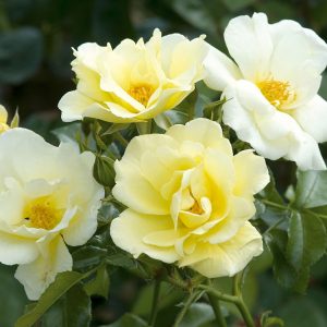 65+ Types of Roses With Basic Information and Pictures