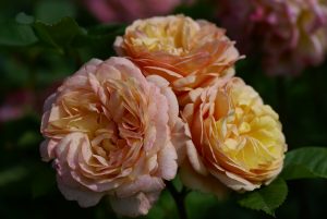 Charles Austin English Rose