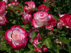 Cherry Parfait Grandiflora Rose