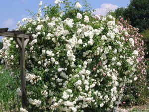 Climbing Iceberg Rose