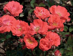 Coral Drift Ground Cover Rose