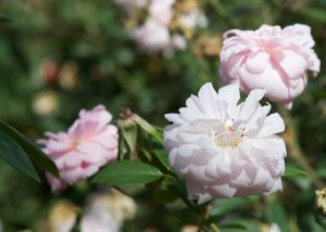 Cécile Brünner Polyantha Rose