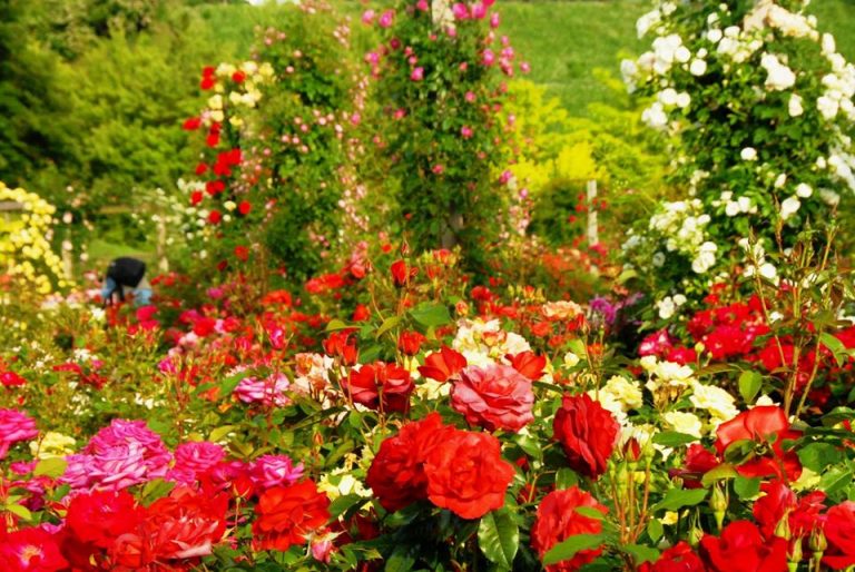 65+ Types of Roses With Basic Information and Pictures