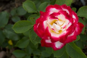 Double Delight Hybrid Tea Rose