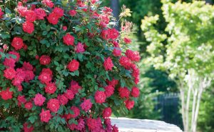 Double Knock Out Shrub Rose