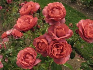 Floribunda Hot Cocoa Rose