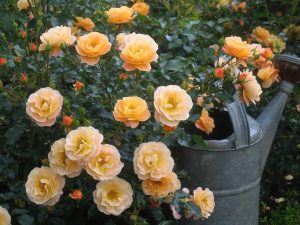 Flower Carpet Amber Ground Cover Rose