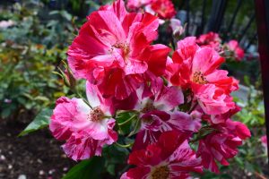 Fourth of July Climbing Rose