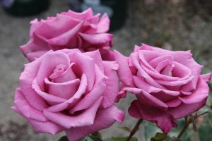 Fragrant Plum Grandiflora Rose