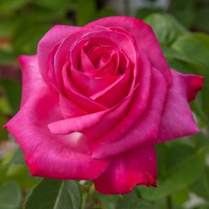 Friendship Hybrid Tea Rose