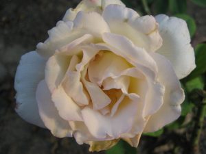 Garden Party Hybrid Tea Rose