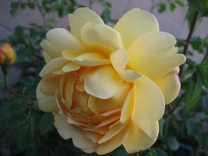 Golden Celebration English Rose