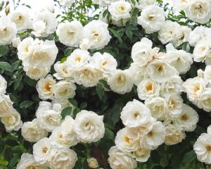 Iceberg Floribunda Rose