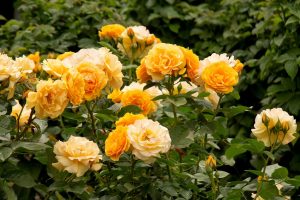 Julia Child Floribunda Rose