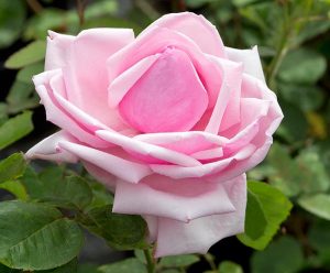 La France Hybrid Tea Rose