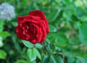 Mister Lincoln Hybrid Tea Rose