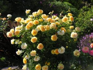 Mollineux Shrub Rose