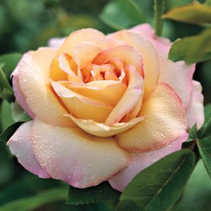 Peace Hybrid Tea Rose