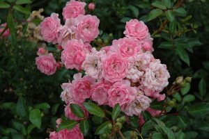 Pink Fairy Polyantha Rose