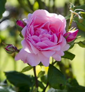 Queen Elizabeth Grandiflora Rose