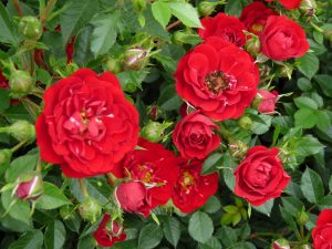 Red Fairy Polyantha Rose