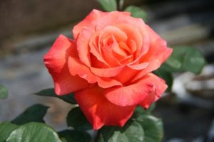 Sedona Hybrid Tea Rose