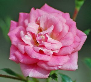 Sugar Baby Miniature Rose