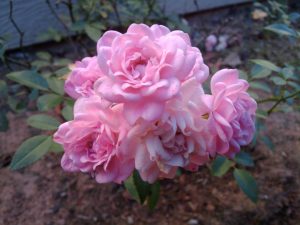 The Fairy Polyantha Rose