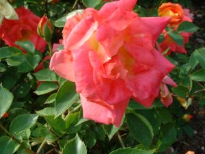 Tom Thumb Miniature Rose