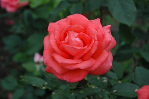 Tropicana Hybrid Tea Rose