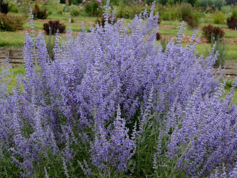 15 DeerResistant Plants Annuals, Perennials, and Evergreens