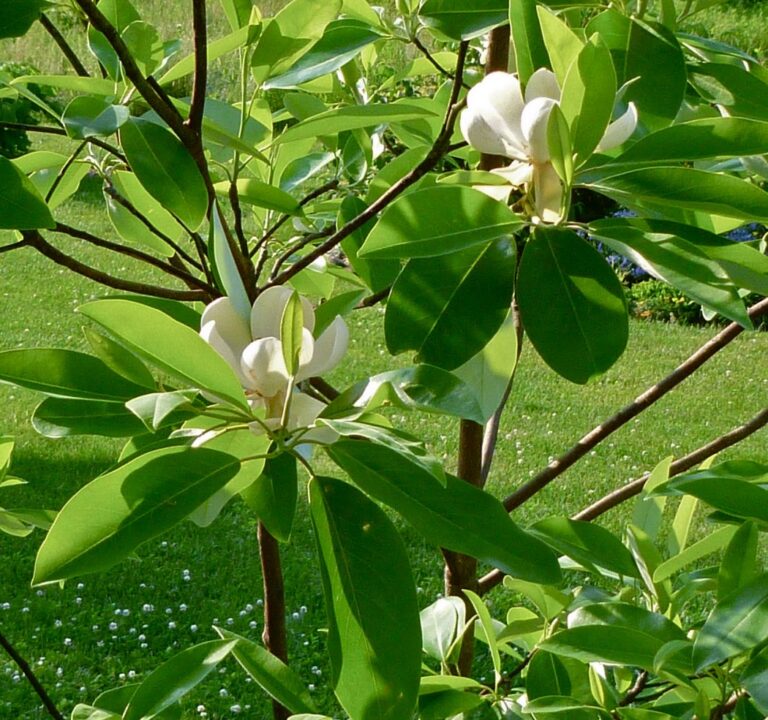 19 Different Types of Magnolia Trees for Your Garden